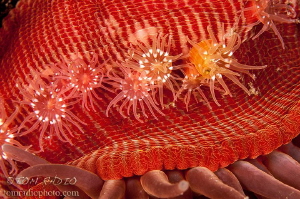 Juvenile Proliferating Anemones attached to adults stalk.... by Tom Radio 